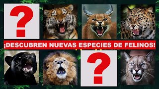 La Familia de los Felinos  ¡Especies que Quizá NO Conocías [upl. by Rice]