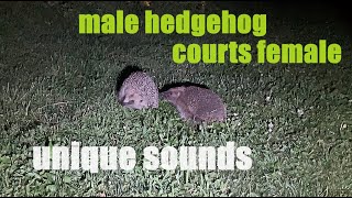 Unique sounds at night  male hedgehog courts female [upl. by Ekenna]