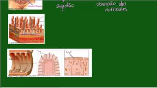 Sistema Digestório  Intestino Delgado  Identificação e Absorção [upl. by Richey]