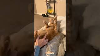 Orange cat behavior [upl. by Lenee]