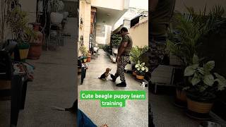 Cute beagle puppy learn training session 128 shorts [upl. by Haral]