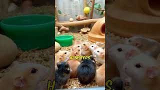 Amazing Hamster Facts [upl. by Vivl]