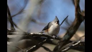 Tufted Titmouse [upl. by Aeht885]