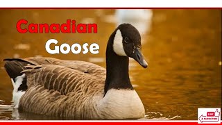 Canadian Goose canadiangoose Canada nature [upl. by Cirdek]