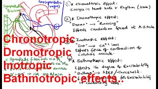 Chronotropic  Dromotropic Inotropic Bathmotropic effects on the Heat [upl. by Nnyleuqaj554]