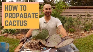 How To Propagate Cactus 🌵 Colorful Gardener [upl. by Nilreb]