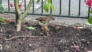 Song Thrush near tennis courts with worm Duncan Campbells video [upl. by Aicilaana]