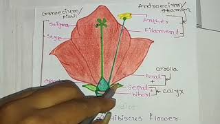 Parts of hibiscus flower [upl. by Neliac]