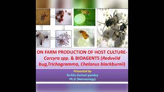 quotMass multiplication of Corcyraamp bioagentsTrichogrammaReduvid bugChelonus blackburni quot [upl. by Abbey]