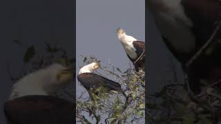 African Fish Eagle Choir 🦅 birds shorts wildlife [upl. by Denis445]