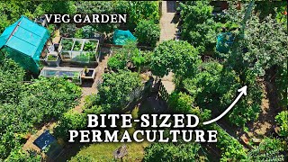 Stunning TINY Permaculture Backyard Kitchen Garden With 30 Fruit Trees [upl. by Cullan412]