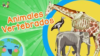 Animales Vertebrados para Niños Video Educativo para Niños [upl. by Paulette]