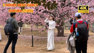 4k hdr japan Cherry Blossoms 2024  Sakura Walk in Yoyogi Park（代々木公園） Relaxing City ambience [upl. by Sager]