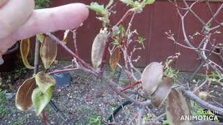 Help My Daphne Is Dying Edgeworthia Crysantha [upl. by Vashtee429]