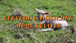 LEENCOO GAMMACHUU  MUQUXXAAYEE  Lyrics [upl. by Bumgardner955]