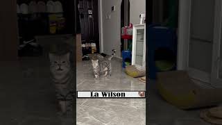 Gatos para hacerte reír gatos gatosdivertidos videosgraciosos [upl. by Avera488]