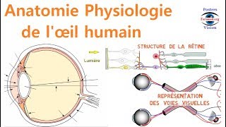 Anatomie et Physiologie de l’œil Humain Anatomy Of The Eye cours de médecine pour le débutant [upl. by Ziwot]