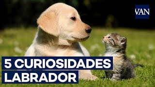 LABRADOR  ¡5 curiosidades que NO sabías [upl. by Anu]