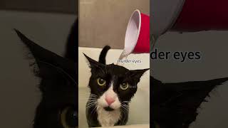 Cat doesnt want to take a breath shortvideo funny mycatchannel funniestvideo catchannel [upl. by Borchers]