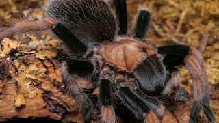 The Mexican Blood Leg Tarantula Aphonopelma bicoloratum shorts [upl. by Ronnie]