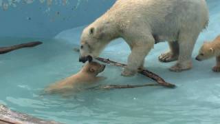 ホッキョクグマ 初めてのプール！ Ursus maritimus [upl. by Collen]