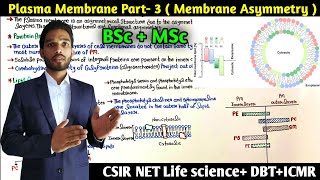 Plasma Membranes Asymmetry  Distribution of Phospholipid in Plasma Membrane  BSc  MSc  NET [upl. by Vasily]