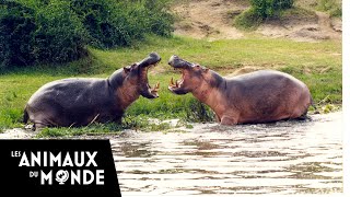 Lhippopotame  champions de la nature [upl. by Leiuqeze493]