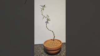 How to start a Bonsai easy🌳 japanese maple trunkline first repot let it grow clip and [upl. by Tristas]