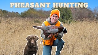 Pheasant Hunting in SE Massachusetts  2023 [upl. by Jonie]