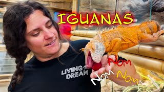 MT PET IGUANA🥰 [upl. by Suhail143]