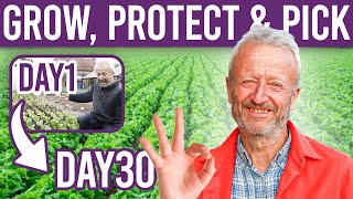 Mastering Lettuce Tips and Tricks for Growing Sowing and Protecting Your Crop [upl. by Mays]