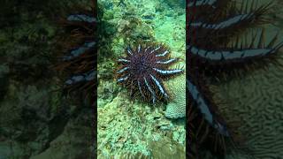 Most Venomous Starfish In The World [upl. by Dranek]