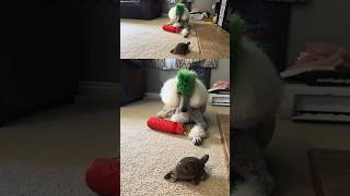 Turtle and Dog Bonding thefluffypoodle [upl. by Bee]