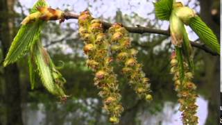 Hornbeam  Carpinus betulus [upl. by Ruskin]