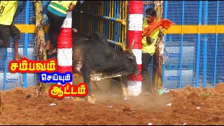 சம்பவம் செய்யும் தரமான காளைகள் Mangalapuram jallikattu best video [upl. by Nashbar]