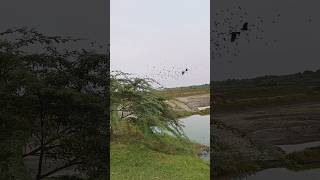 मैंने बदल डालाMaine Badal Dalaflying birdsnatureRakhi songHindi songold is goldshort video [upl. by Deborah707]