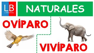 Animales OVÍPAROS y VIVÍPAROS para niños ✔👩‍🏫 PRIMARIA [upl. by Cox]