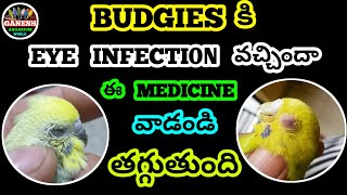 budgies కి eye infection వచ్చిందా ఈ medicine వాడండి తగ్గుతుంది Ganeshworldkakinada [upl. by Narahs]