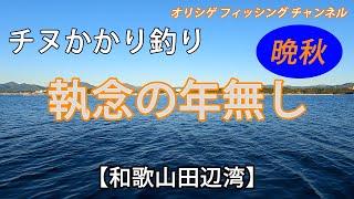 チヌかかり釣り 20231126 堅田漁協 納竿直前にドラマは起きるのか‼和歌山県白浜町「カタタの筏」で晩秋のチヌかかり釣りを楽しみました！ [upl. by Aikemit]