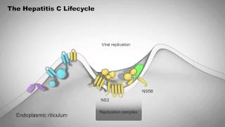 The Hepatitis C Lifecycle [upl. by Adnoma]