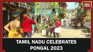 Pongal 2023 Festival Celebration Tamil Nadu Government Declares Holidays In Schools [upl. by Hyrup]