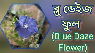 ব্লু ডেইজ ফুলBlue Daze Flower [upl. by Allx783]