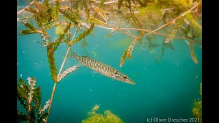 Esox lucius  Northern Pike  Hecht  Neue Donau Wien [upl. by Kerwon819]