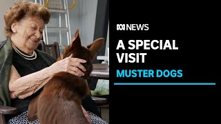 Muster Dogs stars Frank Finger Annie and Lucifer visit Clermont aged care home  ABC News [upl. by Glennie]