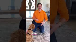 Mastering Dog Training The Power of Name Recall [upl. by Daveda]