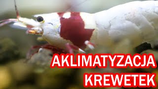 Krewetki akwariowe  aklimatyzacja kropelkowa Caridina i Neocaridina [upl. by Leumel44]