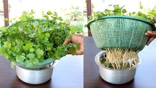 Grow Coriander at home in water Dhaniya उगाने का सबसे आसान तरीका  Coriander in hydroponic system [upl. by Corson648]