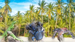 Looking for Coconut Crabs and Iguanas in Florida’s Oceanside habitat [upl. by Ashbaugh]