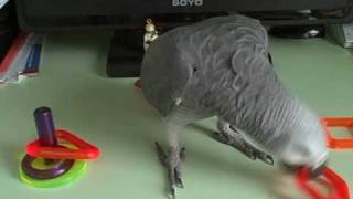 African Grey Doing Ring Toss Trick [upl. by Odraleba]