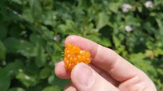 Tasting a salmonberry [upl. by Graff12]